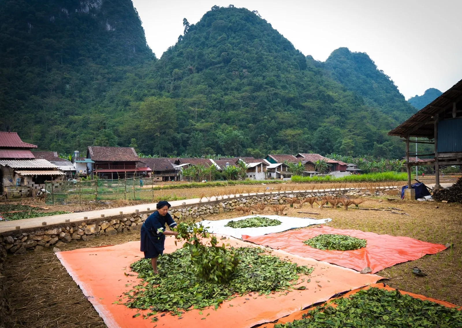 Một phụ nữ phơi lá trên bạt trong bản làng dưới chân núi đá vôi ở Cao Bằng.